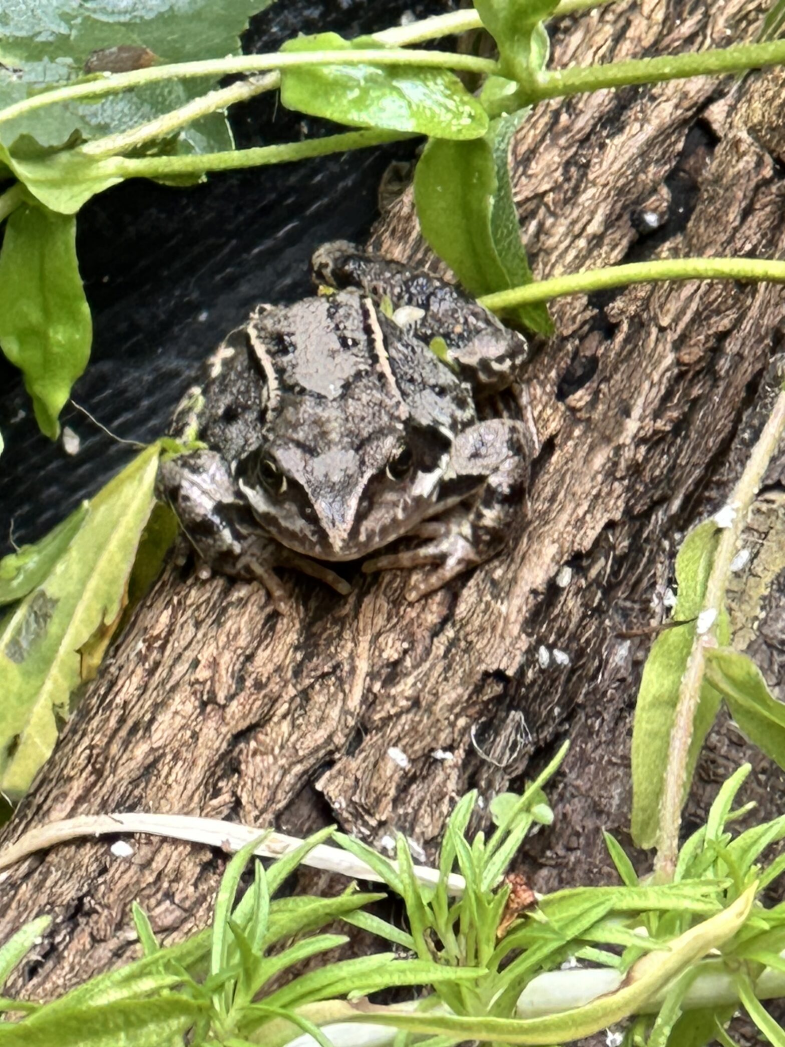 A UK common frog sitting on a log in my pond